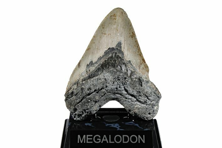 Fossil Megalodon Tooth - North Carolina #201936